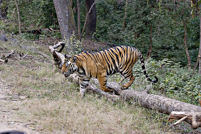 Bandhavgarh National Park India Photos