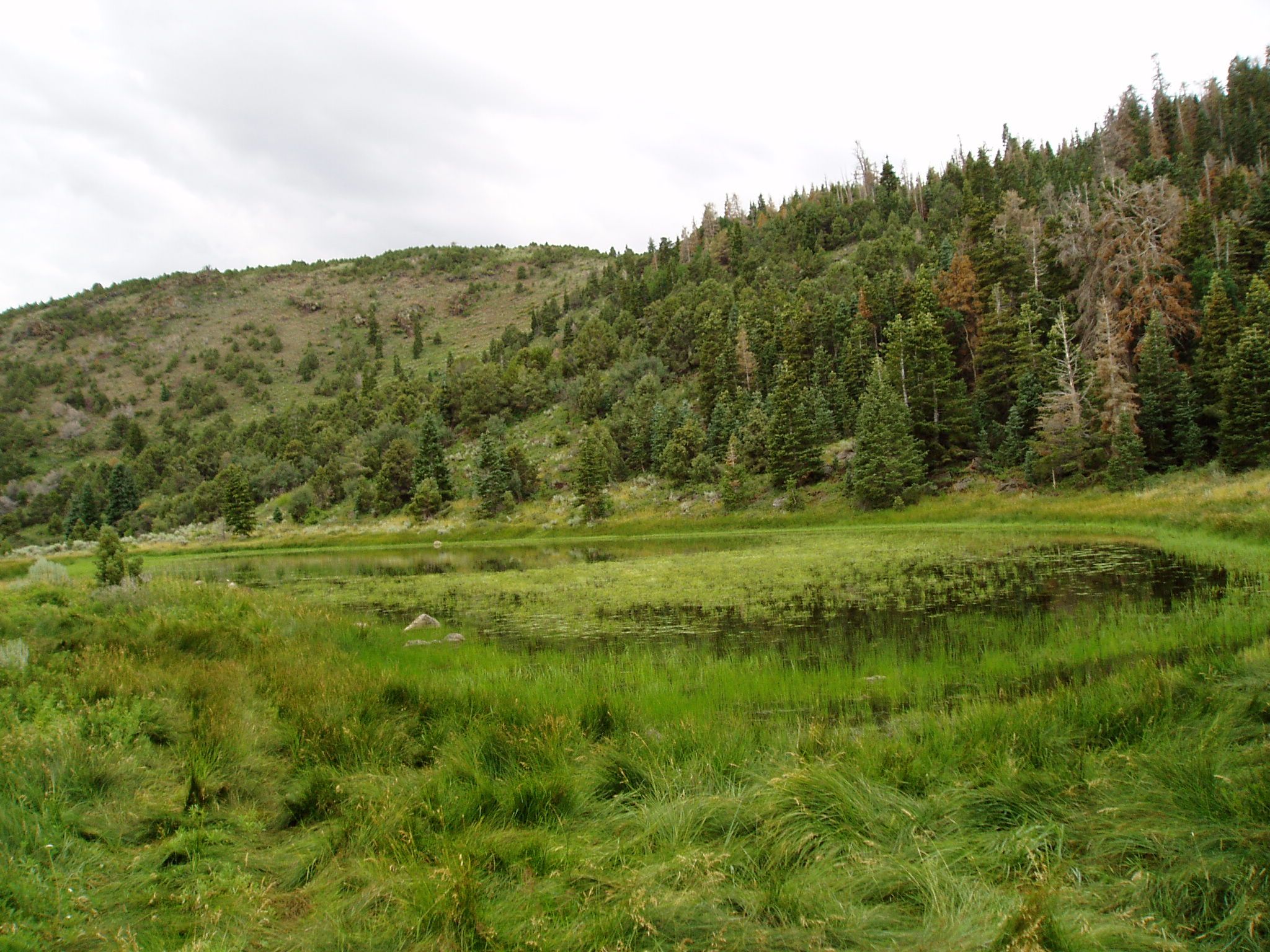 White Pine Range Wilderness, United States Tourist Information